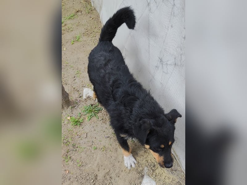 Feco-LM, selbstbewusster Bub sucht Zuhause