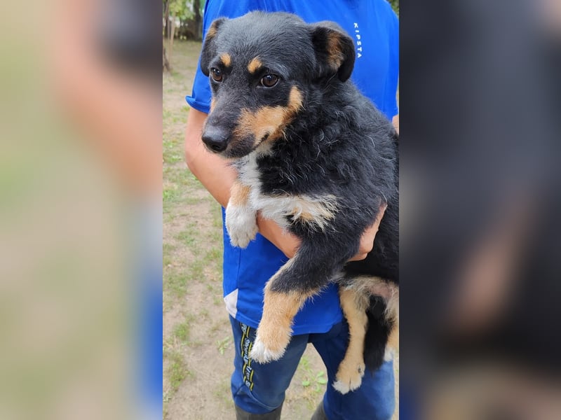 Feco-LM, selbstbewusster Bub sucht Zuhause