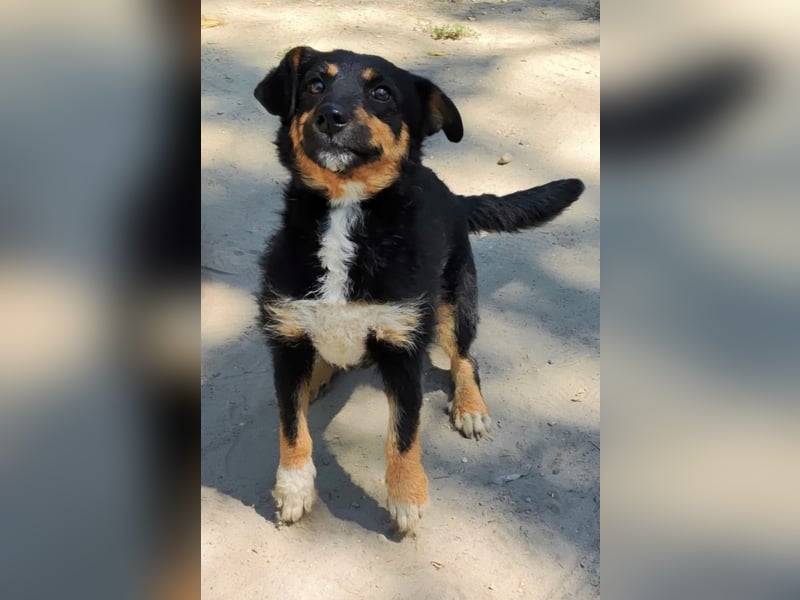 Feco-LM, selbstbewusster Bub sucht Zuhause