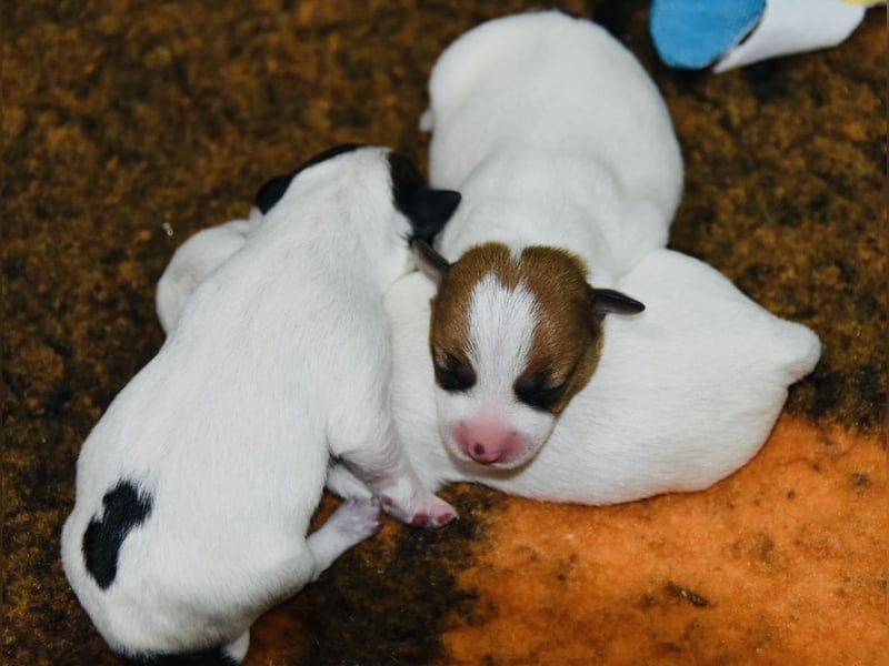 Jack Russel Terrier Welpen