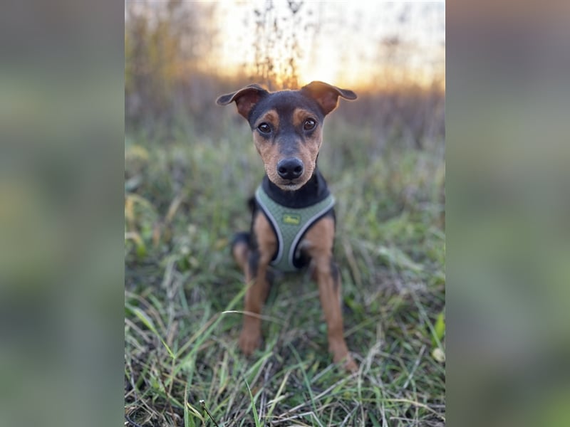 Jack Russel / Pinscher Welpe