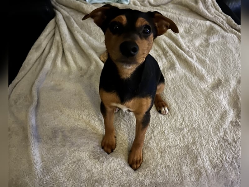 Jack Russel / Pinscher Welpe