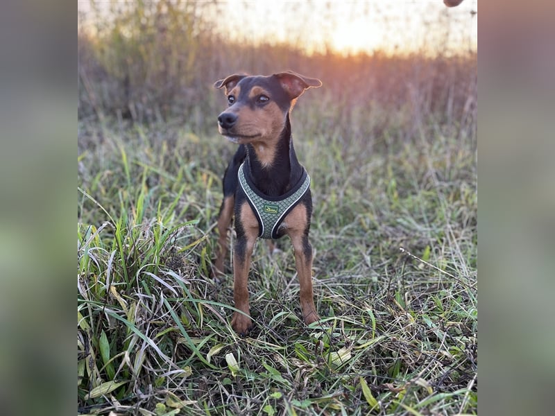 Jack Russel / Pinscher Welpe