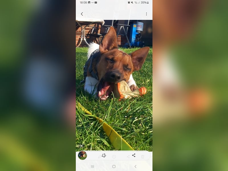 Jungspund sucht sein Menschen
