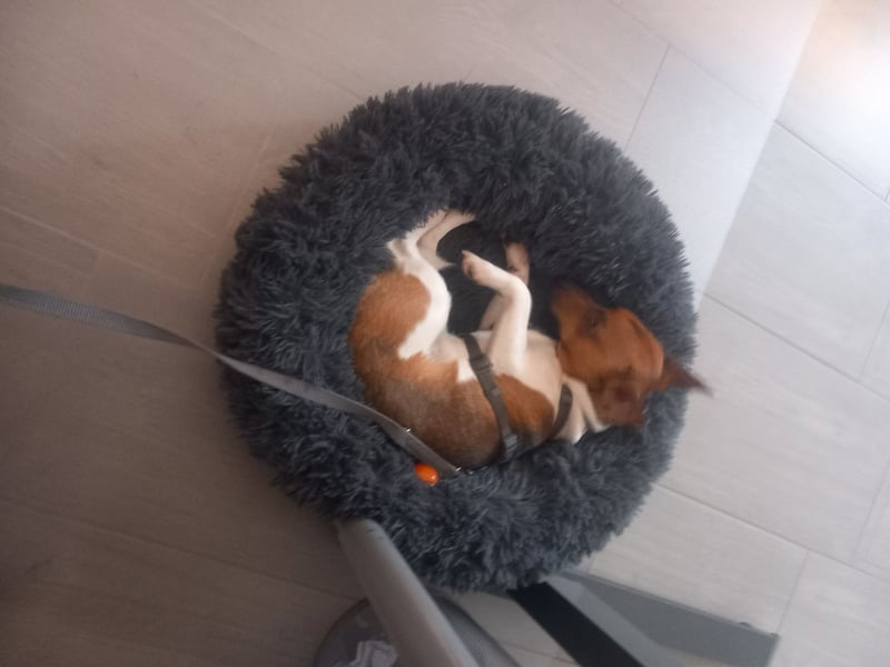 Jungspund sucht sein Menschen