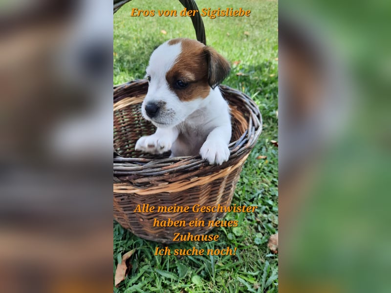 Jack Russel Rauhaar Terrier Rüde