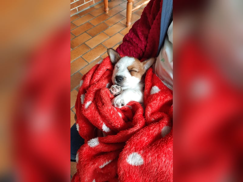 Jack Russel Rauhaar Terrier Rüde
