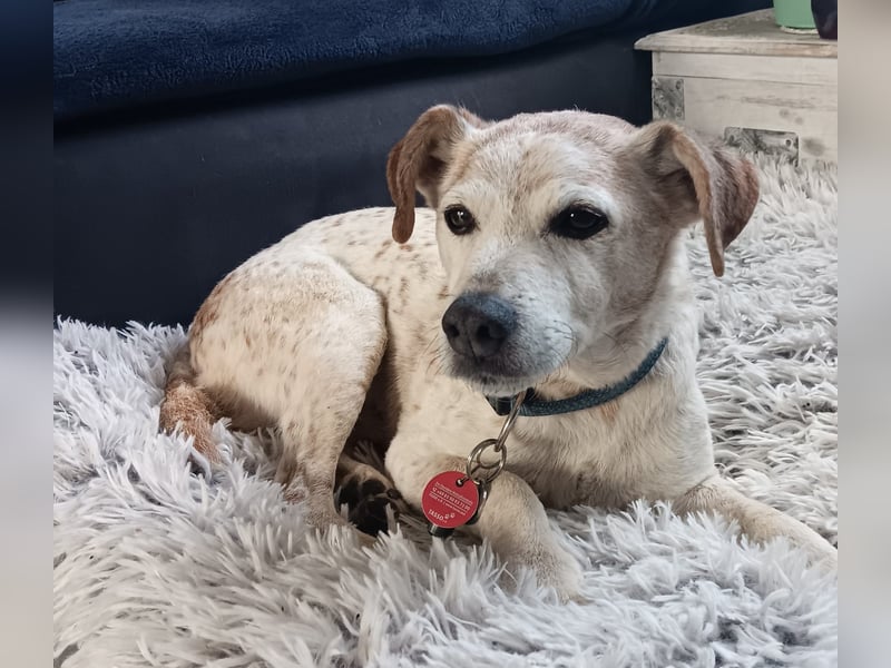 Momo ein toller Jack Russel Mix