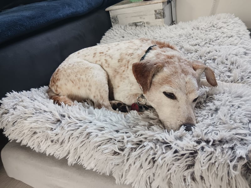 Momo ein toller Jack Russel Mix