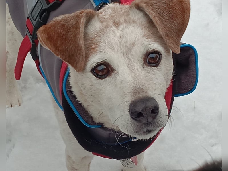 Momo ein toller Jack Russel Mix