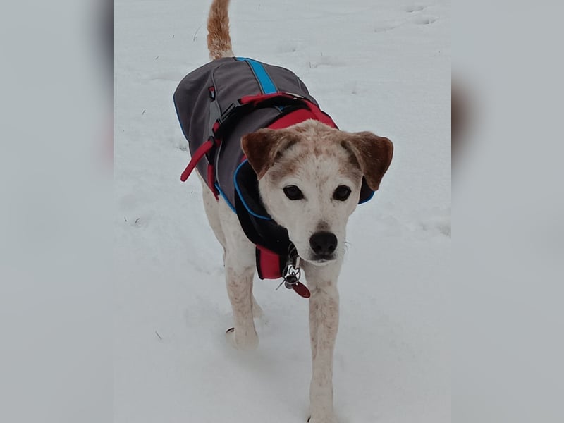 Momo ein toller Jack Russel Mix