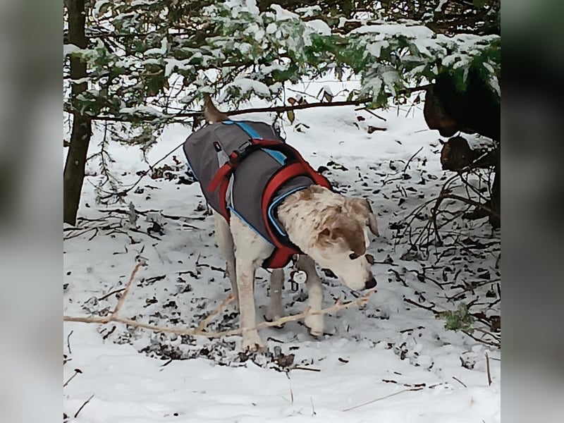 Momo ein toller Jack Russel Mix
