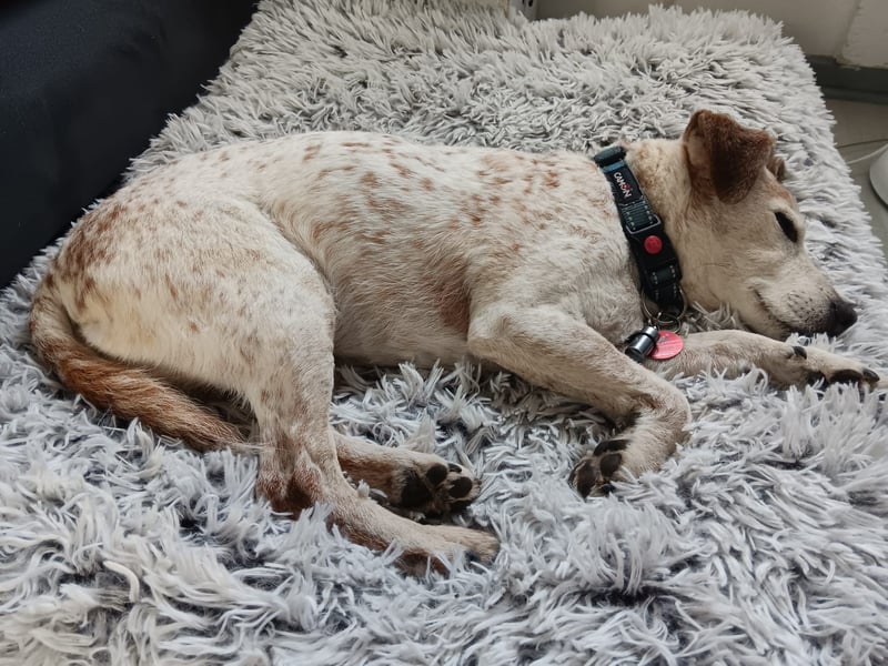 Momo ein toller Jack Russel Mix