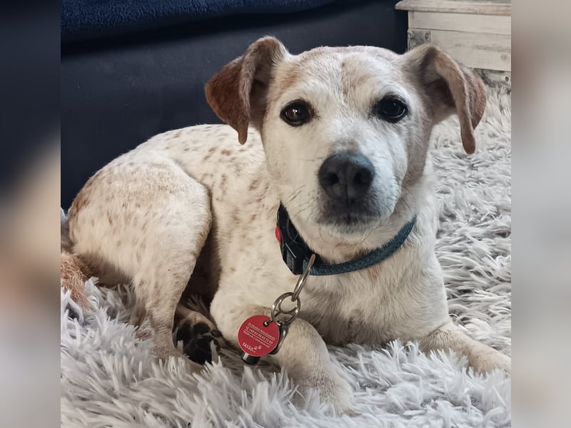 Momo ein toller Jack Russel Mix