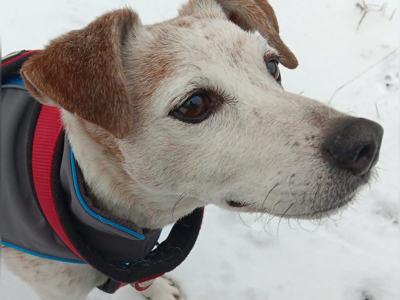 Momo ein toller Jack Russel Mix