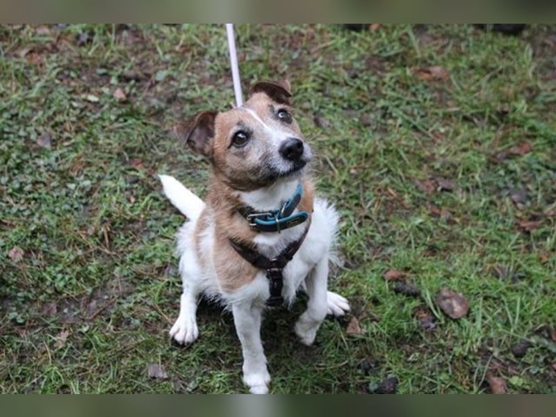 Spike, Jack Russel Terrier, geb. 2015, kleiner niedlicher Terrier mit großem Ego