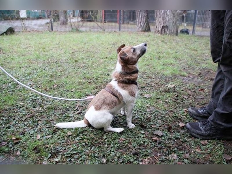 Spike, Jack Russel Terrier, geb. 2015, kleiner niedlicher Terrier mit großem Ego