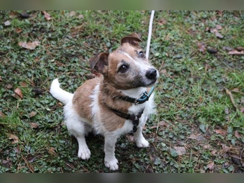 Spike, Jack Russel Terrier, geb. 2015, kleiner niedlicher Terrier mit großem Ego