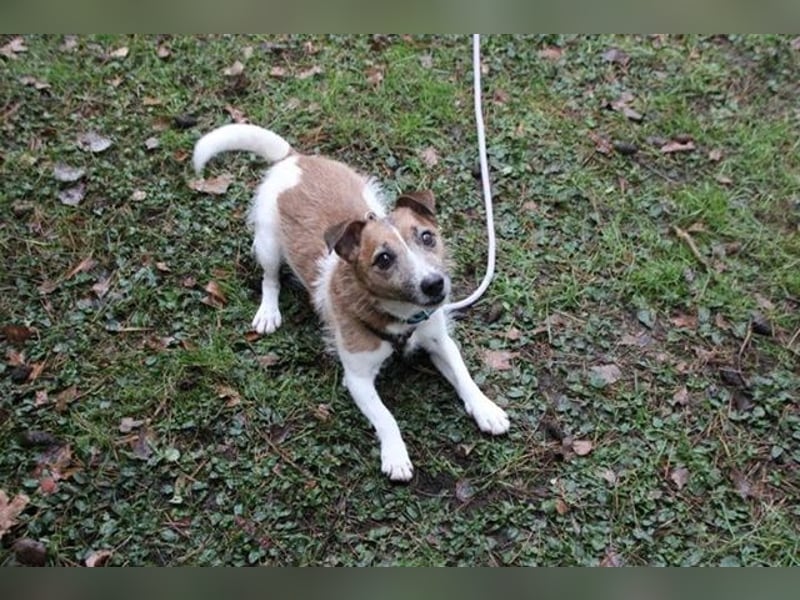 Spike, Jack Russel Terrier, geb. 2015, kleiner niedlicher Terrier mit großem Ego