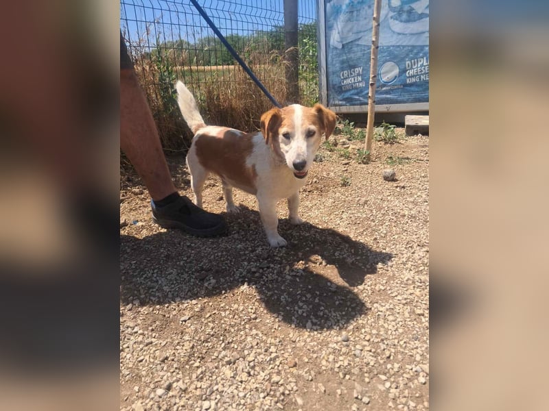 Woody, freundlich, gelassener Jack Russel Mix Rüde geb. 2021