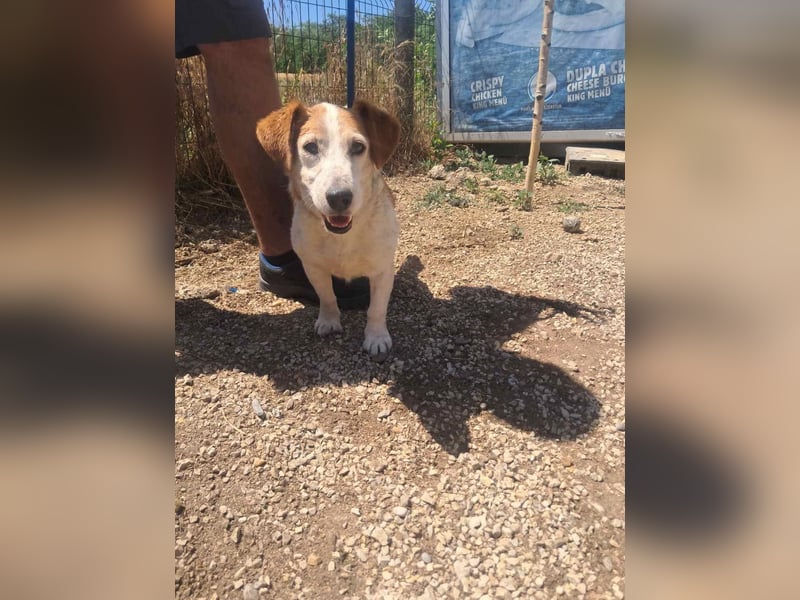 Woody, freundlich, gelassener Jack Russel Mix Rüde geb. 2021
