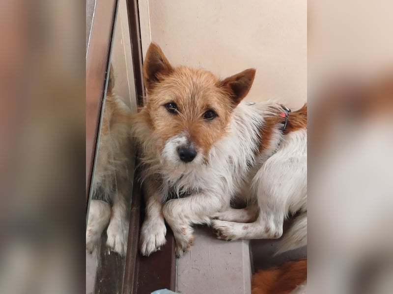 Blinki, sehr lieber und neugieriger Jack Russell-Mix, geb. 01/2023