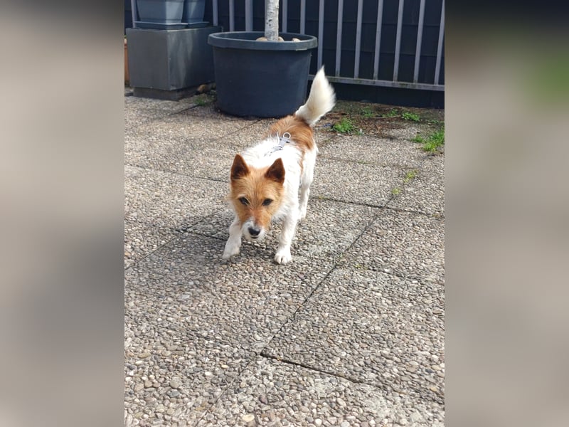 Blinki, sehr lieber und neugieriger Jack Russell-Mix, geb. 01/2023
