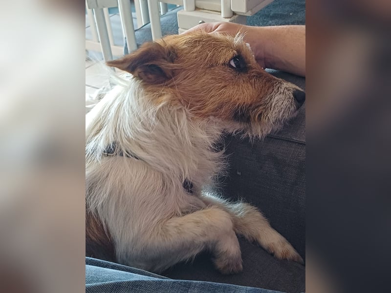Blinki, sehr lieber und neugieriger Jack Russell-Mix, geb. 01/2023