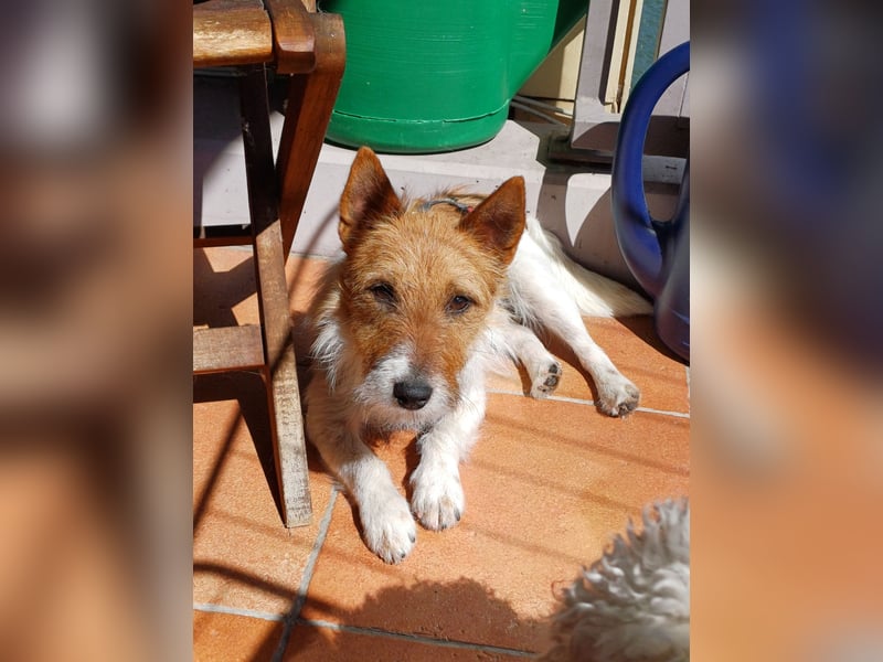 Blinki, sehr lieber und neugieriger Jack Russell-Mix, geb. 01/2023