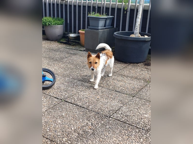Blinki, sehr lieber und neugieriger Jack Russell-Mix, geb. 01/2023