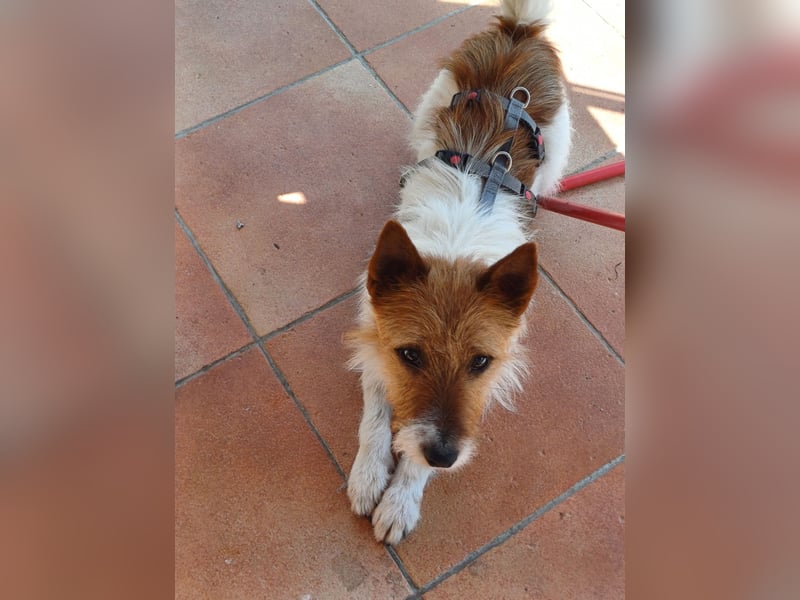 Blinki, sehr lieber und neugieriger Jack Russell-Mix, geb. 01/2023
