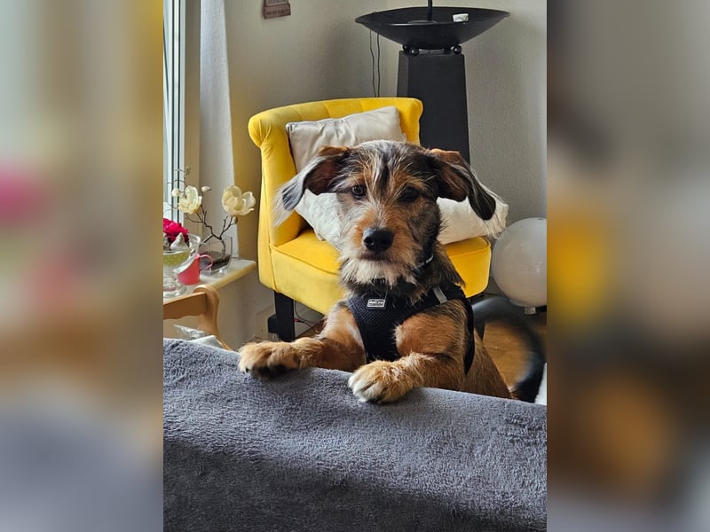 Santo sucht ein neues Zuhause
