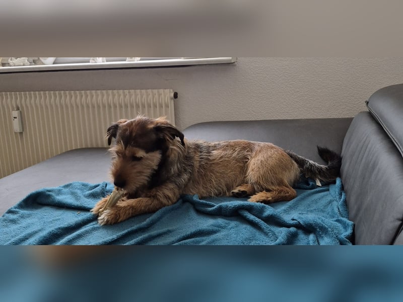 Santo sucht ein neues Zuhause