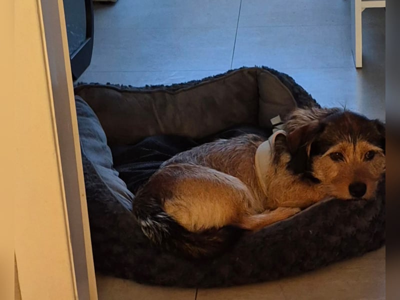 Santo sucht ein neues Zuhause