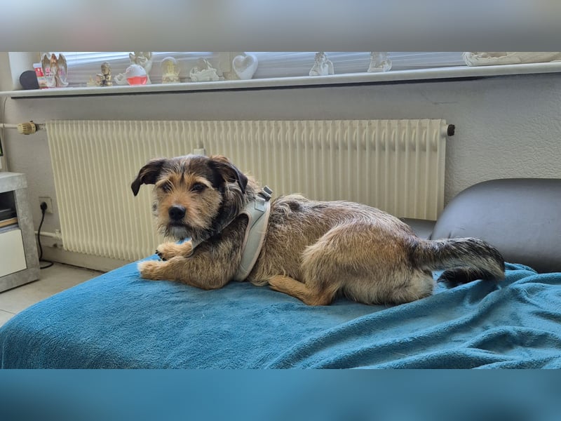 Santo sucht ein neues Zuhause