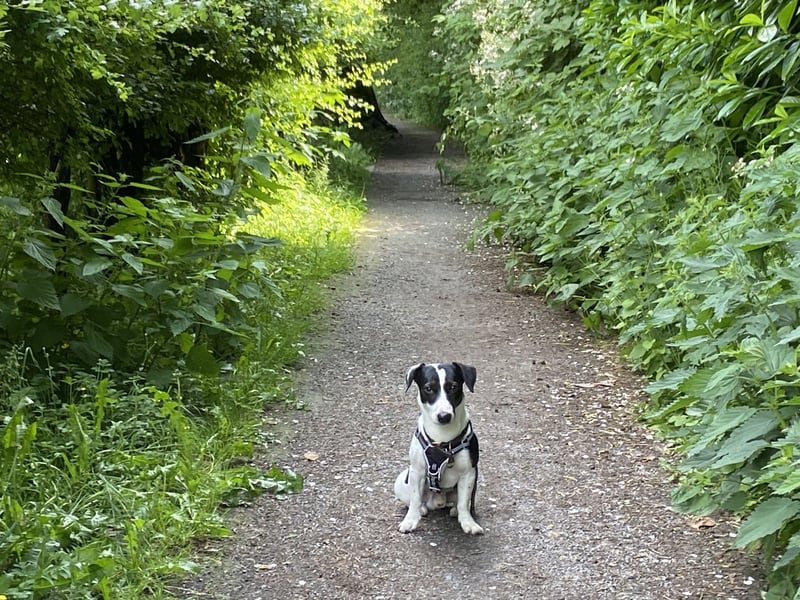 Kluger und verspielter 2-jähriger Jack Russell Terrier, nur als Deckrüde angeboten