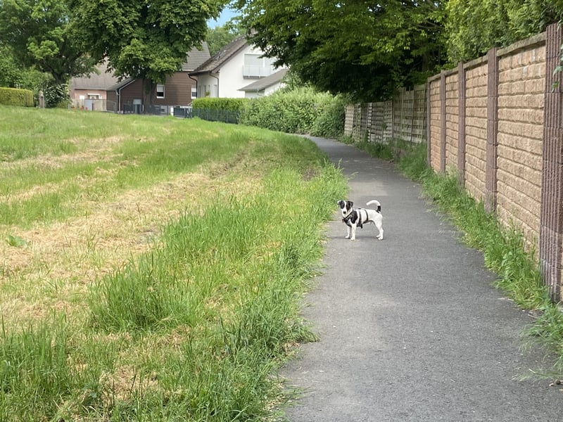 Kluger und verspielter 2-jähriger Jack Russell Terrier, nur als Deckrüde angeboten