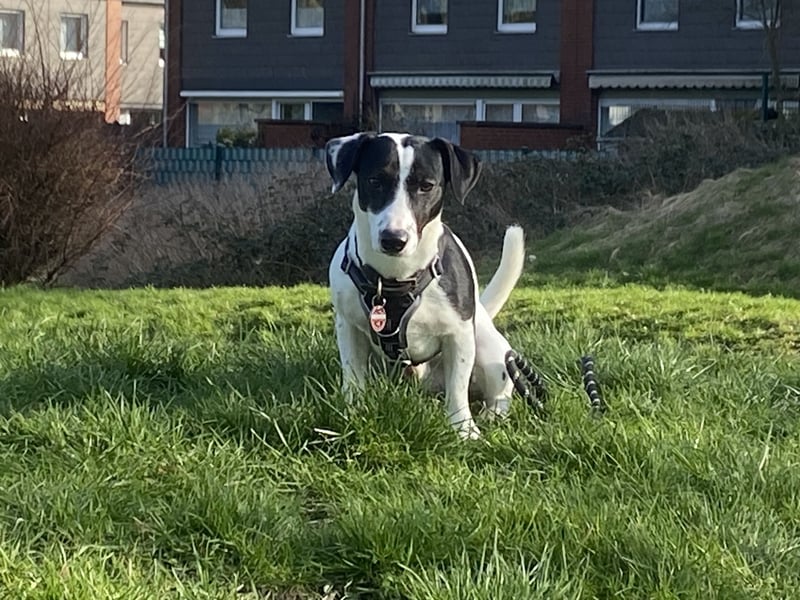 Kluger und verspielter 2-jähriger Jack Russell Terrier, nur als Deckrüde angeboten