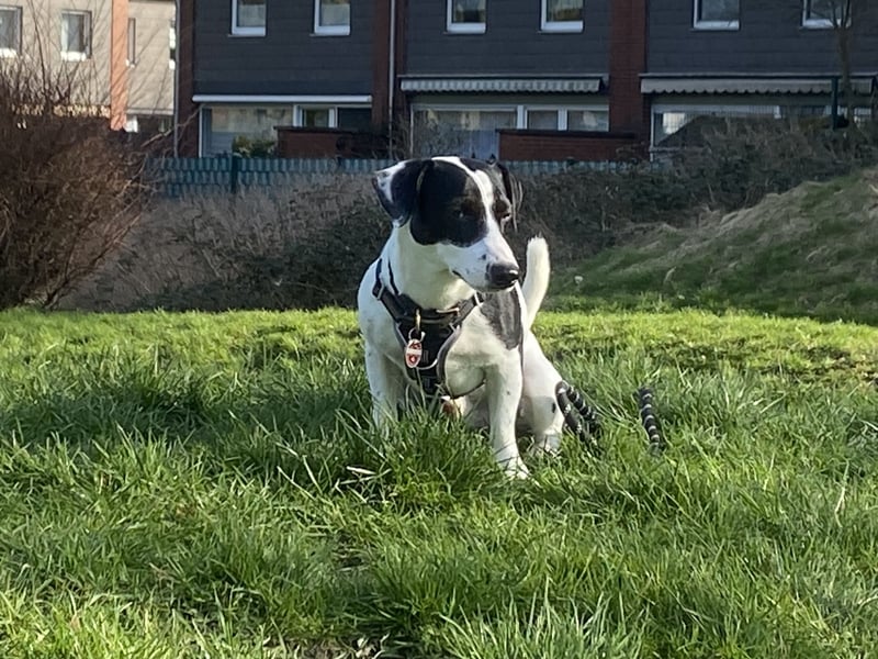 Kluger und verspielter 2-jähriger Jack Russell Terrier, nur als Deckrüde angeboten