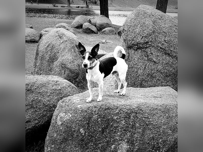 Reinrassiger Jack Russell Terrier
