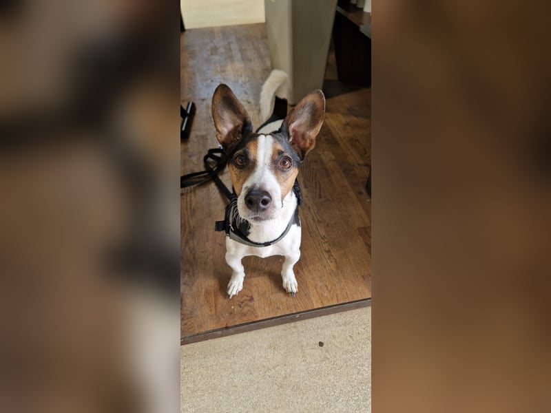 Reinrassiger Jack Russell Terrier