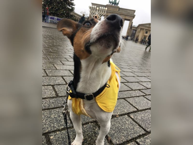 Reinrassiger Jack Russell Terrier