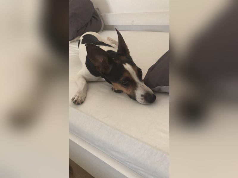 Reinrassiger Jack Russell Terrier