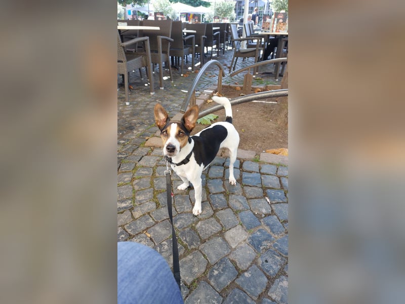 Reinrassiger Jack Russell Terrier