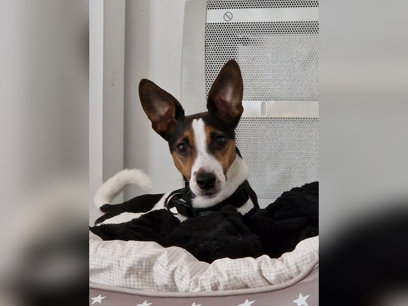 Reinrassiger Jack Russell Terrier