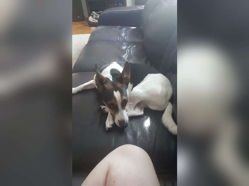 Reinrassiger Jack Russell Terrier