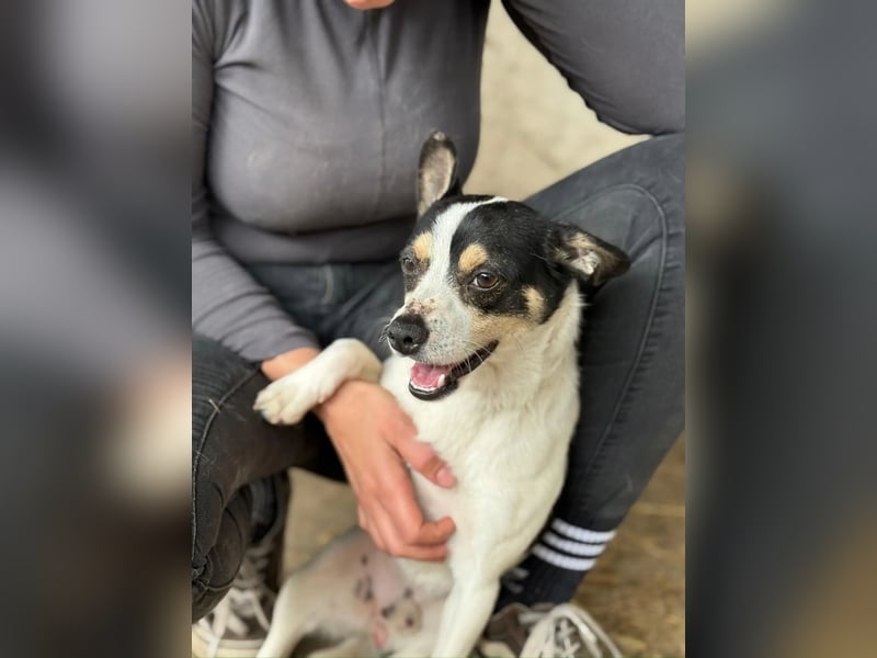 Foltos LM – kleiner Hund mit großem Herzen