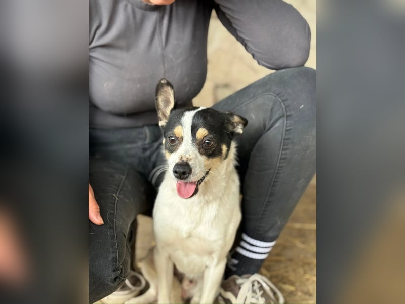 Foltos LM – kleiner Hund mit großem Herzen