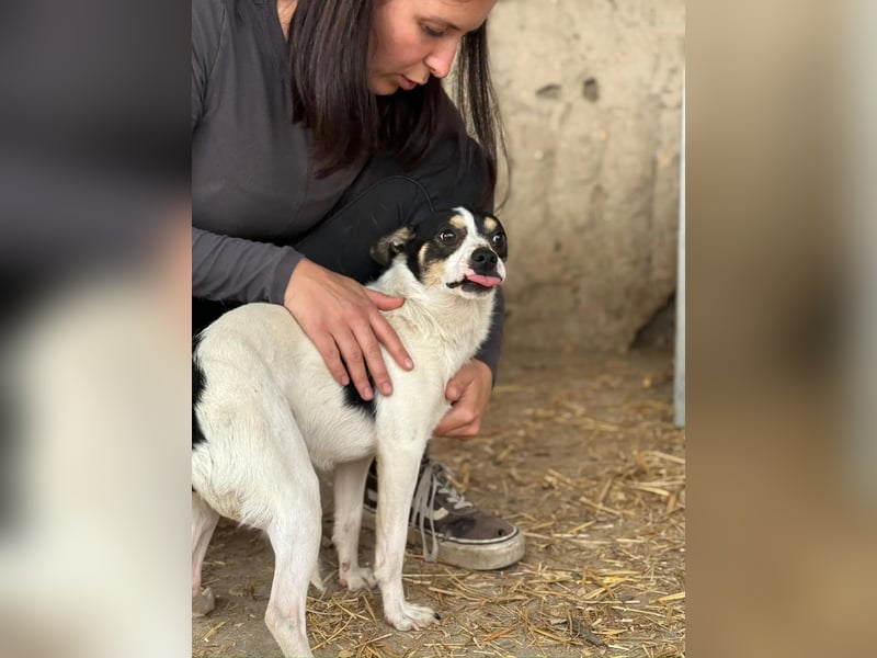 Foltos LM – kleiner Hund mit großem Herzen