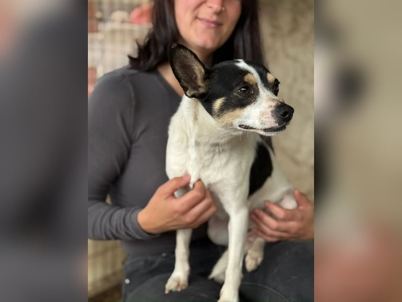 Foltos LM – kleiner Hund mit großem Herzen